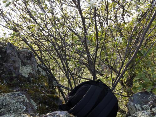 Saint-Floret [30-04-2022](0687).jpg